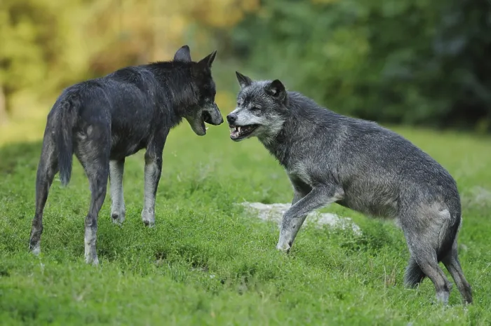 Framed Print : Two algonquin wolves (Canis lupus lycaon) fighting in a meadow