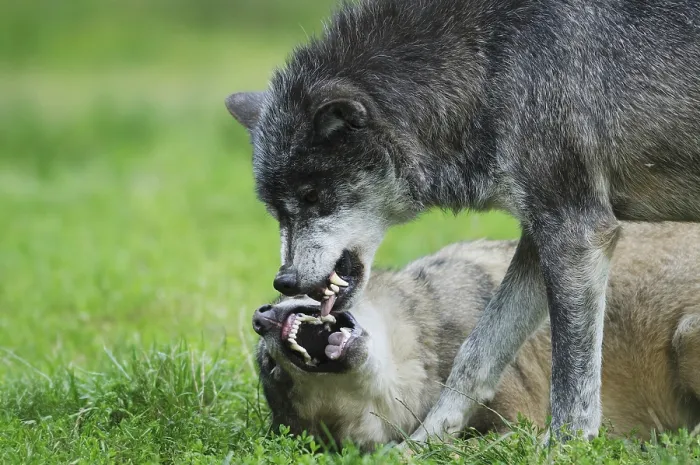 Framed Print : Two algonquin wolves (Canis lupus lycaon) fighting in a meadow