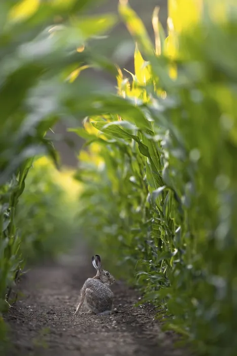 Framed Print : All the brown hares (Lepus europaeus) observed in the maize field made a very relaxed impression Framed Print : All the brown hares (Lepus europaeus) observed in the maize field made a very relaxed impression