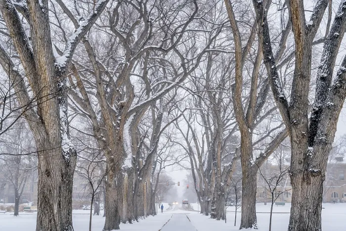 Framed Print : Alley of old elm trees in snow blizzard - historical Oval at Colorado State University campus