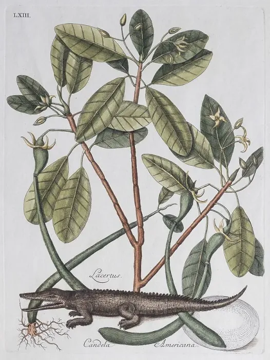 Framed Print : Alligator (Crocodilus dictus) und Mangrovenbaum (Lacertus Candela Americana)