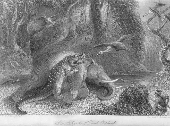 Framed Print : Alligator and dead elephant, India, As ia