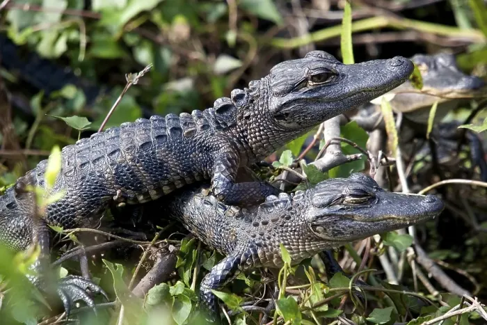 Framed Print : Alligator mississippiensis Aligator