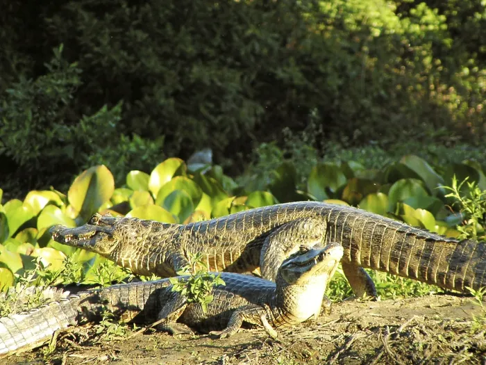 Framed Print : Alligator, Nature, Pantanal, Mato Grosso do Sul Framed Print : Alligator, Nature, Pantanal, Mato Grosso do Sul
