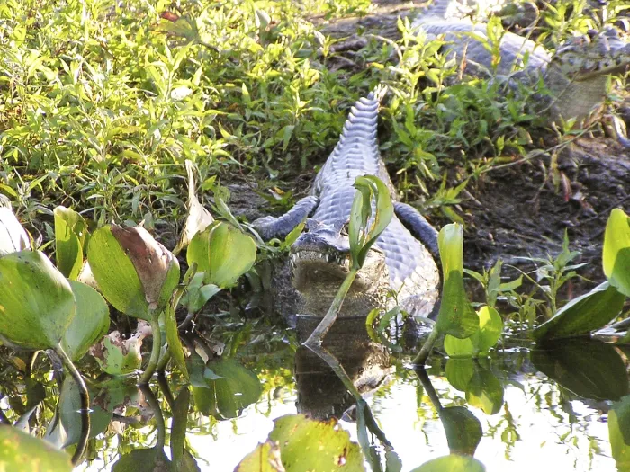 Framed Print : Alligator, Nature, Pantanal, Mato Grosso do Sul