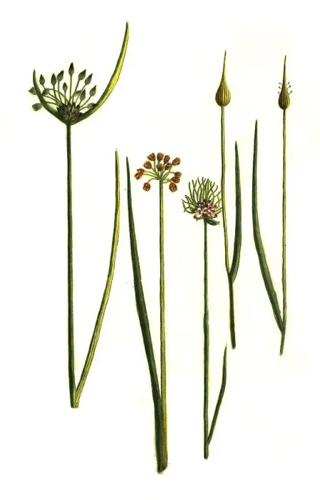 Framed Print : Allium campestre, Allium juncifolium Framed Print : Allium campestre, Allium juncifolium