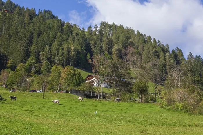 Framed Print : Alm with cows, farmhouse and forest