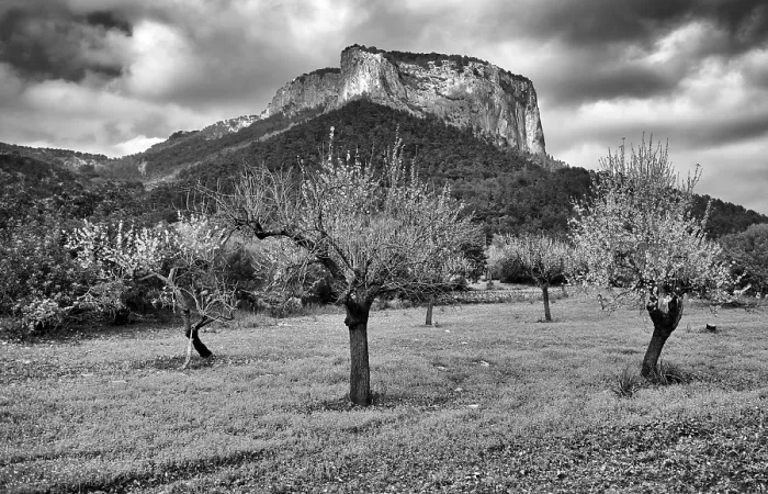 Framed Print : Almond blossom, almond trees, plantation