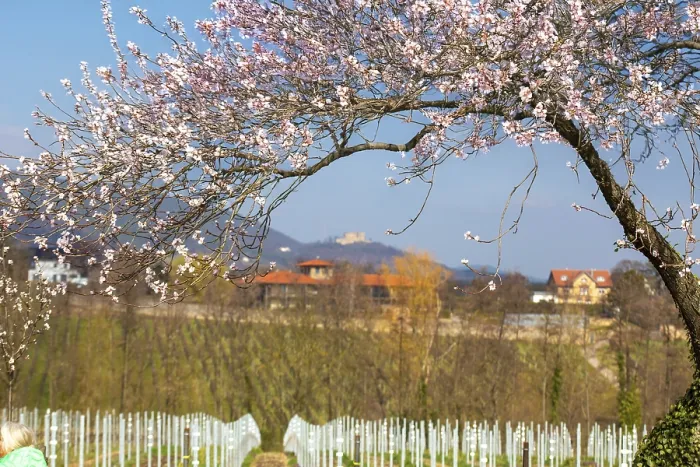 Framed Print : Almond blossom on the German Wine Route: almond tree in bloom