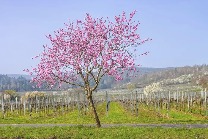 Framed Print : Almond blossom in the Palatinate in spring Framed Print : Almond blossom in the Palatinate in spring