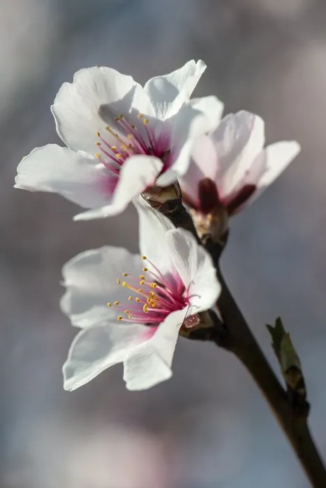 Framed Print : Almond blossom (Prunus dulcis)