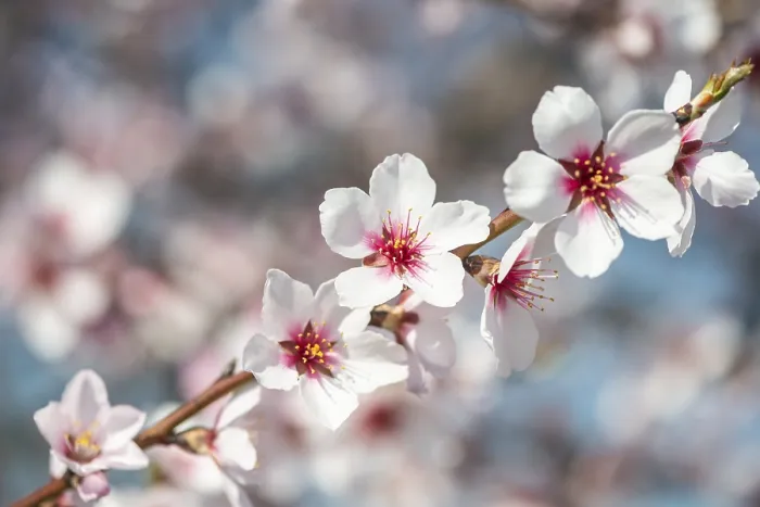 Framed Print : Almond blossom (Prunus dulcis) Framed Print : Almond blossom (Prunus dulcis)