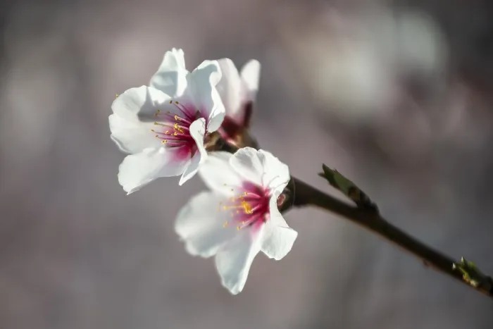 Framed Print : Almond blossom (Prunus dulcis) Framed Print : Almond blossom (Prunus dulcis)