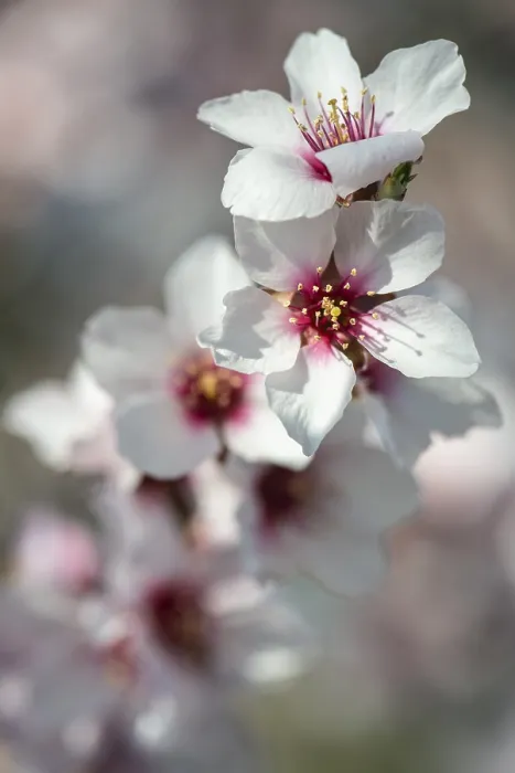 Framed Print : Almond blossom (Prunus dulcis)
