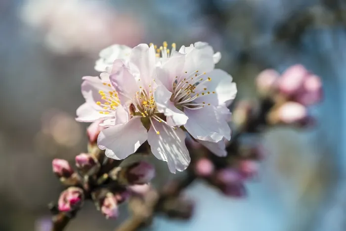Framed Print : Almond blossom (Prunus dulcis)