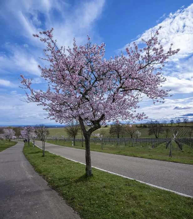 Framed Print : Almond blossom (Prunus dulcis) Framed Print : Almond blossom (Prunus dulcis)