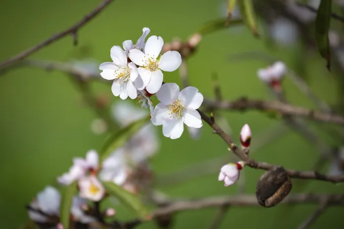 Framed Print : Almond blossoms, blossoming almond tree
