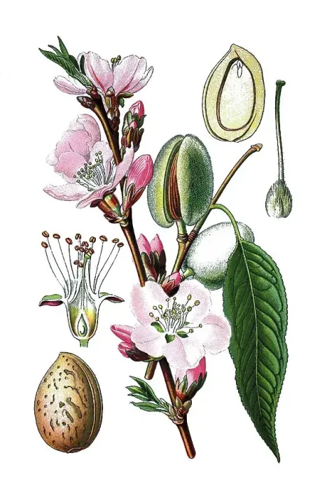 Framed Print : Almond tree (Prunus dulcis), medicinal plant