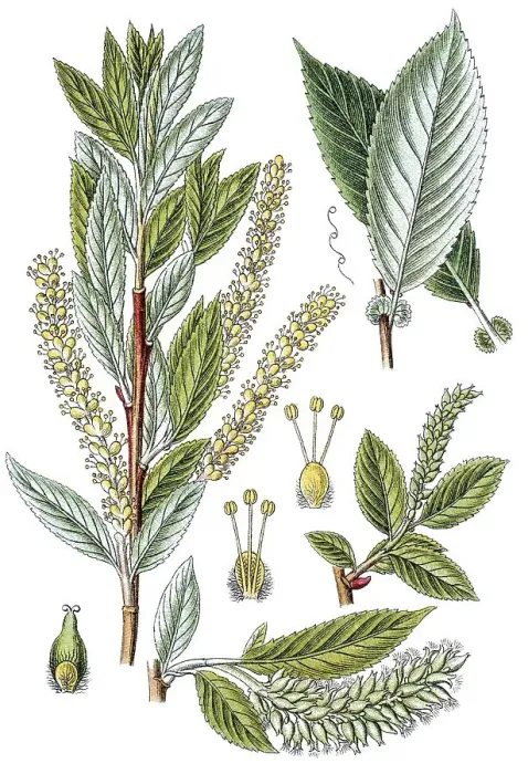 Framed Print : Almond willow (Salix triandra)