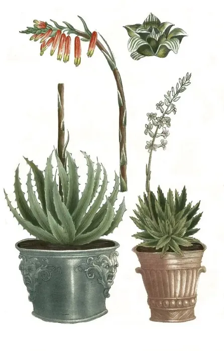 Framed Print : Aloe africana foliis glaucis margine
