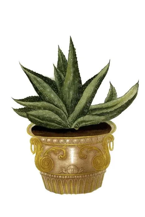 Framed Print : Aloe africana folio in summitate triangulari