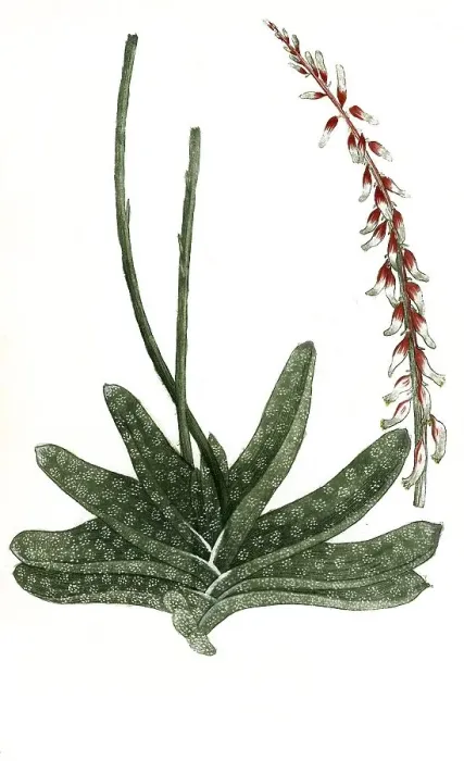 Framed Print : Aloe africana maculata flore rubro secunda