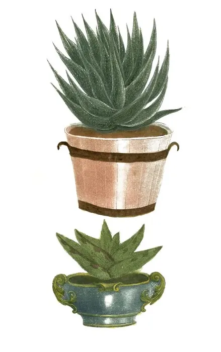 Framed Print : Aloe africana margaritifera minor Framed Print : Aloe africana margaritifera minor