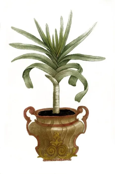 Framed Print : Aloe africana montana arborescens non spinosa