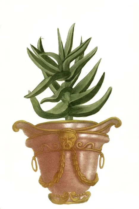 Framed Print : Aloe africana perfoliata glaua non spinosa Framed Print : Aloe africana perfoliata glaua non spinosa