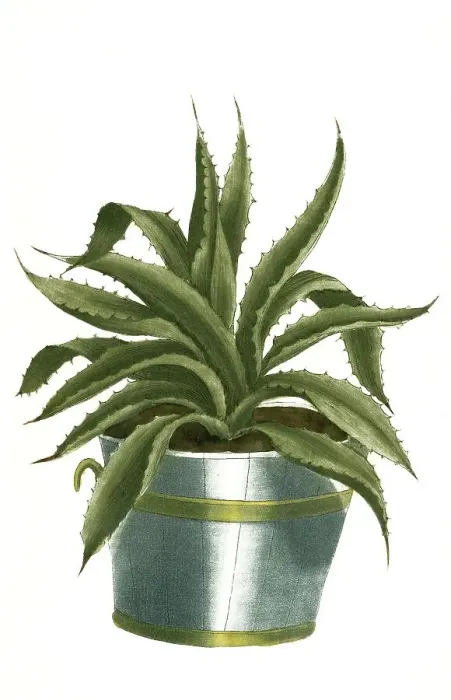 Framed Print : Aloe africana serrata flore rubro Framed Print : Aloe africana serrata flore rubro
