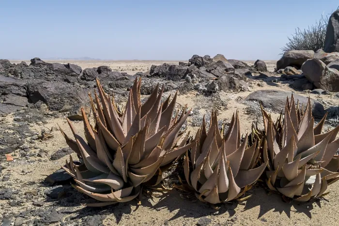 Framed Print : Aloe (Aloe hereroensis), Namib Naukluft National Park