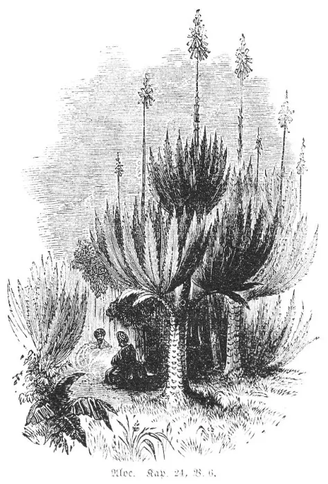 Framed Print : Aloe (aloe soccotrima), people