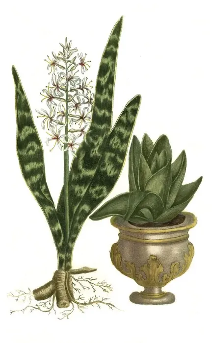 Framed Print : Aloe granensis radice genculata