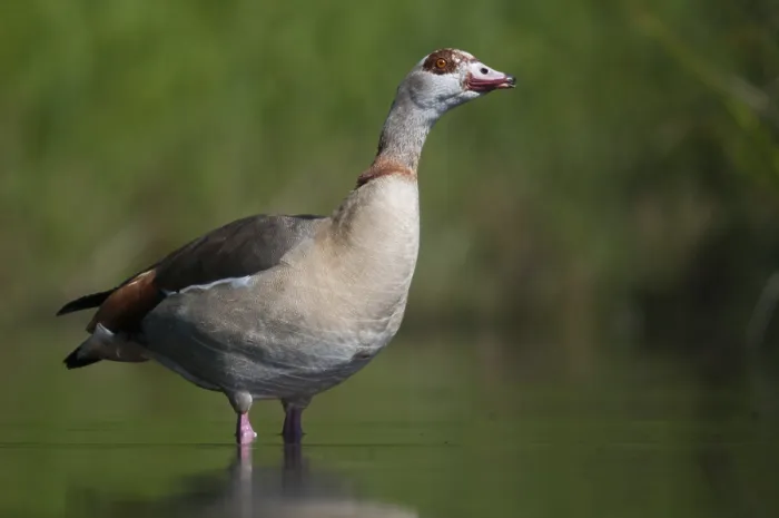 Framed Print : Alopoch aegyptiacus, Egyptian goose