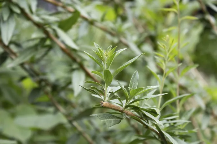 Framed Print : Aloysia polystachya plant known as burro or burrito native to South America