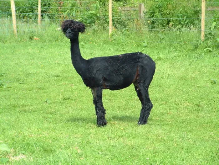 Framed Print : Alpaca, alpacas (Vicugna pacos)