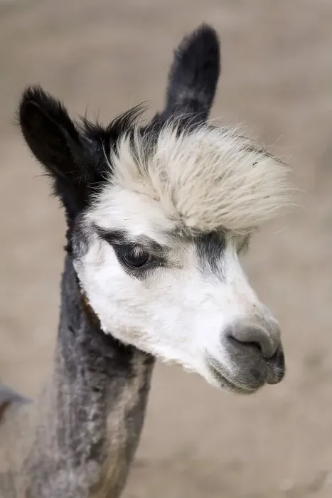 Framed Print : Alpaca with funny hairstyle Framed Print : Alpaca with funny hairstyle