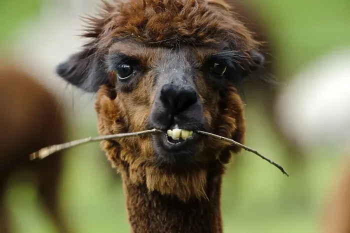 Framed Print : Alpaca (Llama pacos) Framed Print : Alpaca (Llama pacos)