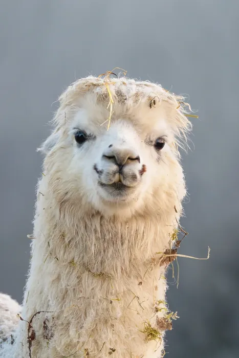 Framed Print : Alpaca (Vicugna pacos), frontal portrait Framed Print : Alpaca (Vicugna pacos), frontal portrait
