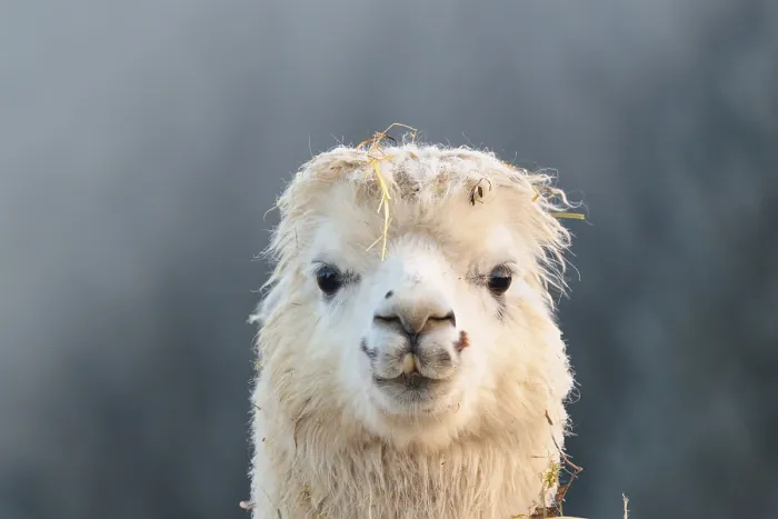 Framed Print : Alpaca (Vicugna pacos), frontal portrait
