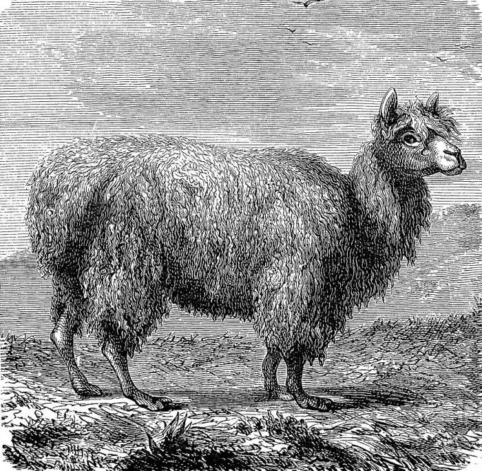 Framed Print : Alpaca, Vicugna pacos, illustration from 1880 Framed Print : Alpaca, Vicugna pacos, illustration from 1880