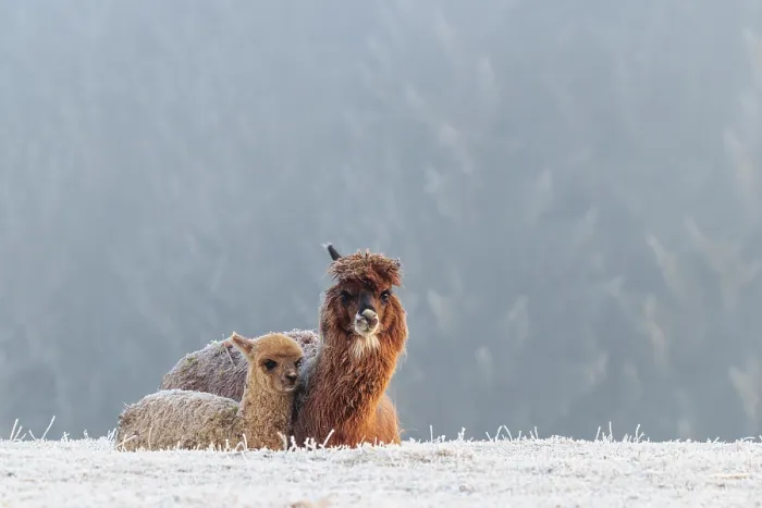 Framed Print : Alpaca (Vicugna pacos), mother and her young