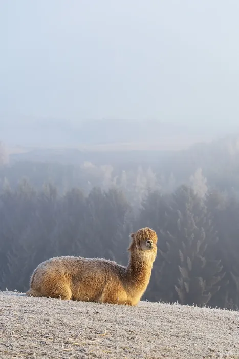 Framed Print : Alpaca (Vicugna pacos), white animal Framed Print : Alpaca (Vicugna pacos), white animal