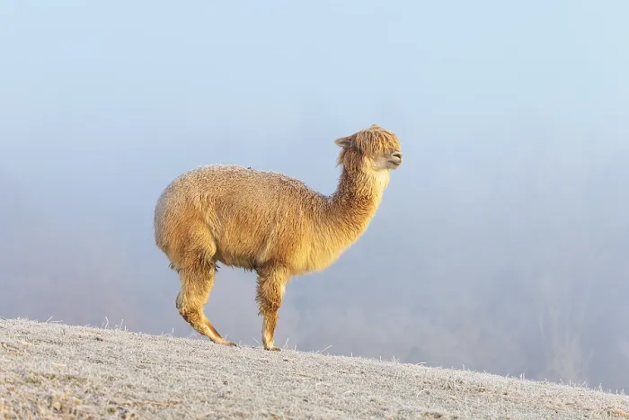 Framed Print : Alpaca (Vicugna pacos), white animal