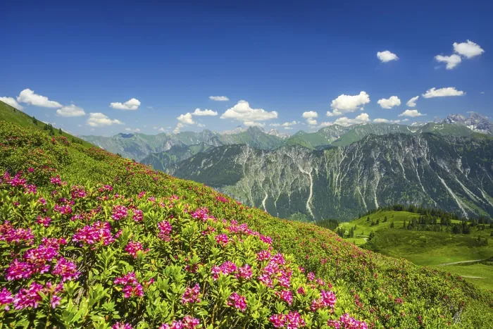 Framed Print : Alpenrosenbluete, Panorama of the Fellhorn