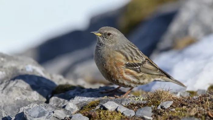 Framed Print : Alpine Accentor (Prunella collaris)