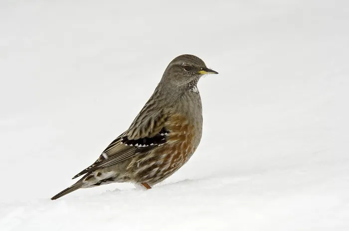 Framed Print : Alpine Accentor (Prunella collaris) in the snow