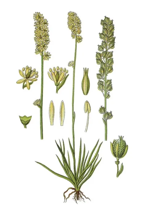 Framed Print : Alpine asphodel (Tofieldia calyculata) Framed Print : Alpine asphodel (Tofieldia calyculata)