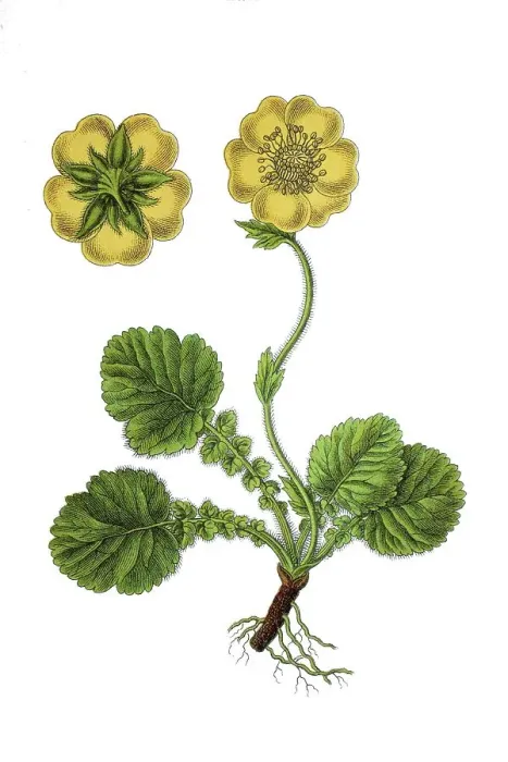 Framed Print : Alpine avens (Geum montanum), medicinal plant Framed Print : Alpine avens (Geum montanum), medicinal plant
