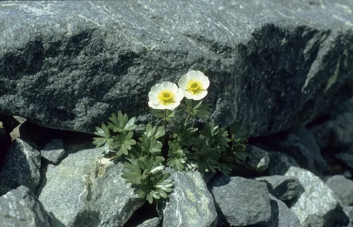Framed Print : Alpine buttercup (Ranunculus alpestris)